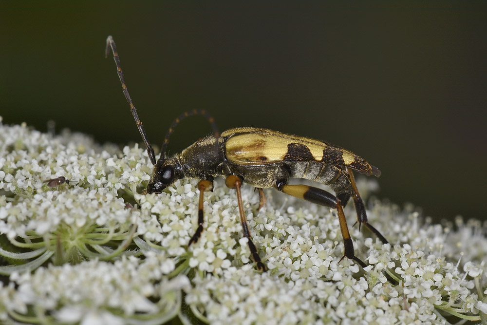 Rutpela maculata ssp. maculata - Cerambycidae